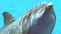 Las Vegas: El maravilloso mundo de los delfines